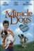 Miracle Dogs (2003)