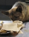 Finding Rin Tin Tin (2007)