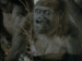 Monument voor een Gorilla (1987)