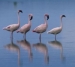 Crimson Wing: Mystery of the Flamingos, The (2008)